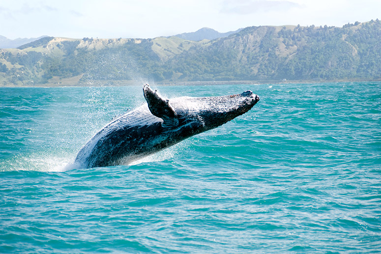 Whale jumping in the ocean