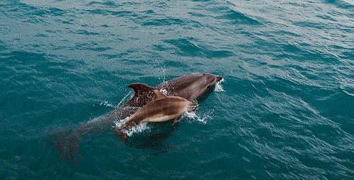 A large and small dolphin swimming