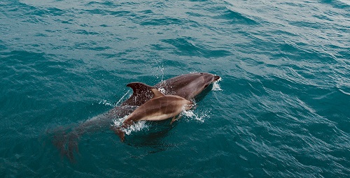 Bay Of Islands Dolphin Family A large and small dolphin swimming