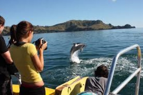 People on a boat looking at dolphins, Bay of Islands, Nw Zealand