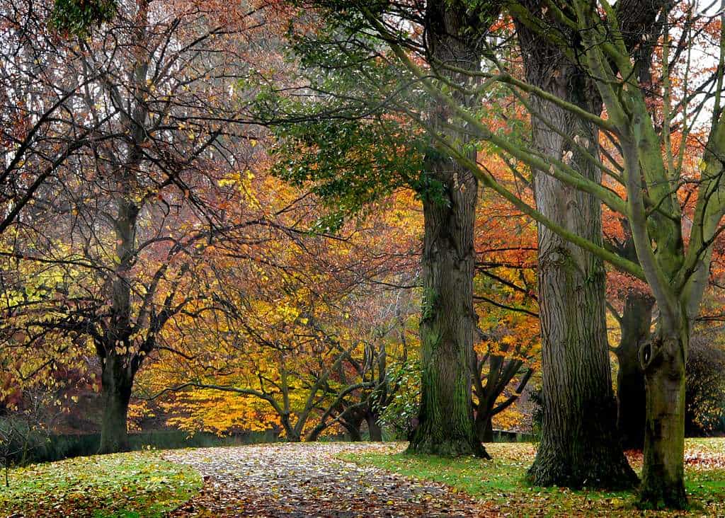 Hagley Park Christchurch New Zealand