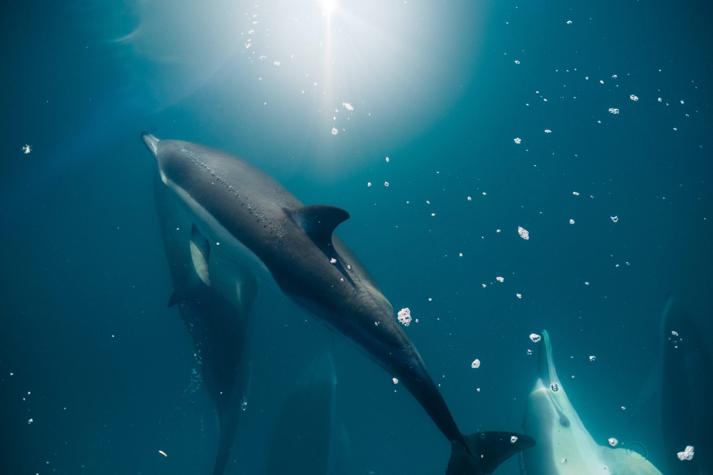 Dolphin swimming under clear water