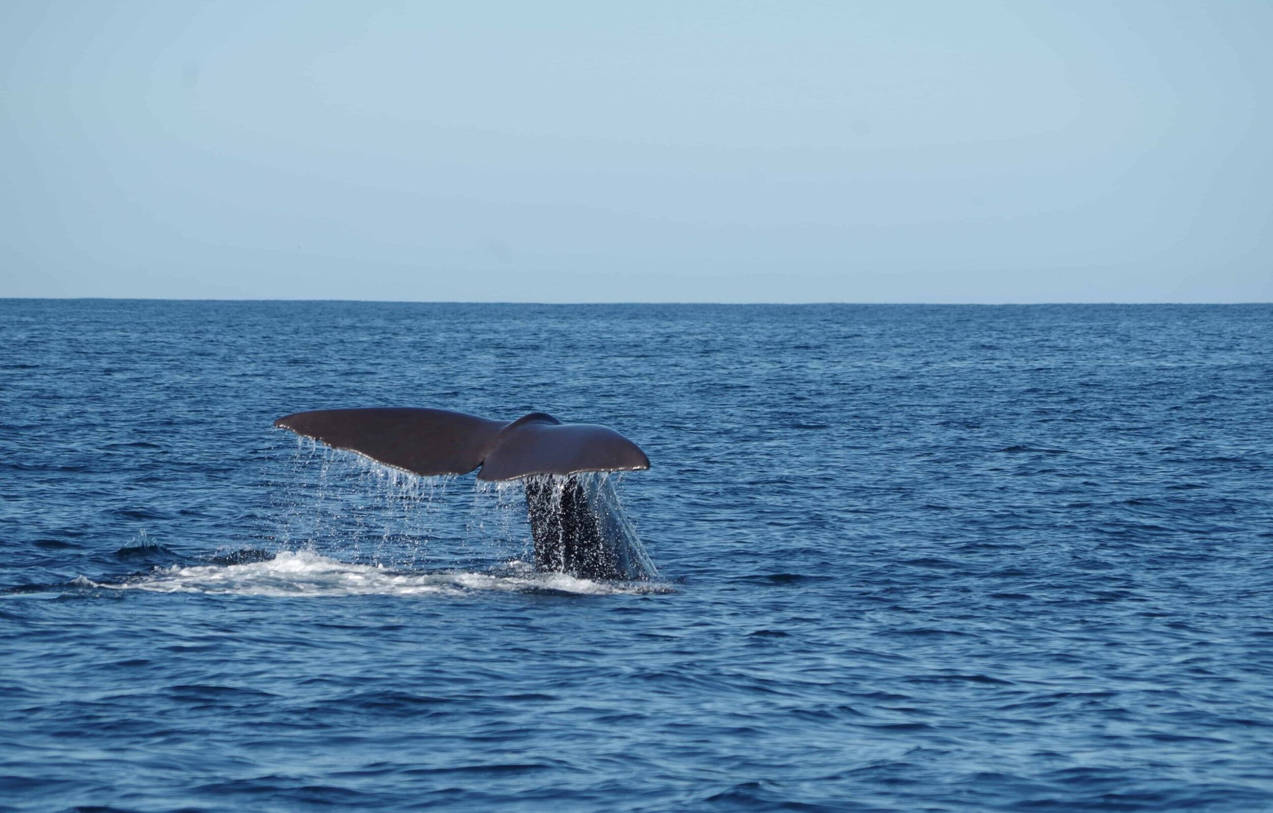 The tail of a whale in the ocean near Kaikoura, New Zealand