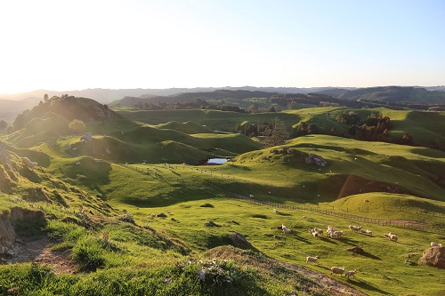 A flock of sheep grazing on a grassy green hill