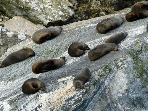 Fur seals lying on rocks in the sun at Milford Sound