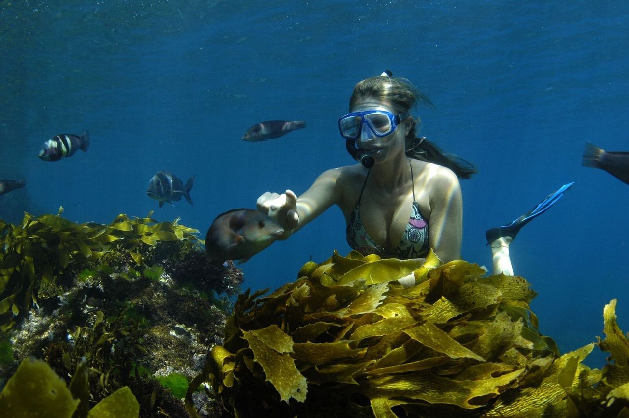 A female diver snorkeling among fish under the sea at Poor Knights Islands Marine Reserve, New Zealand