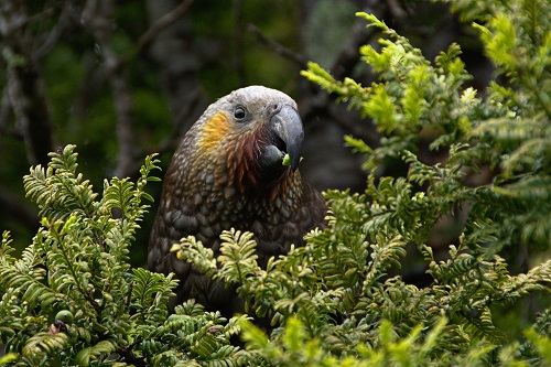 A wild parrot, the New Zealand kaka, perched in a green bush