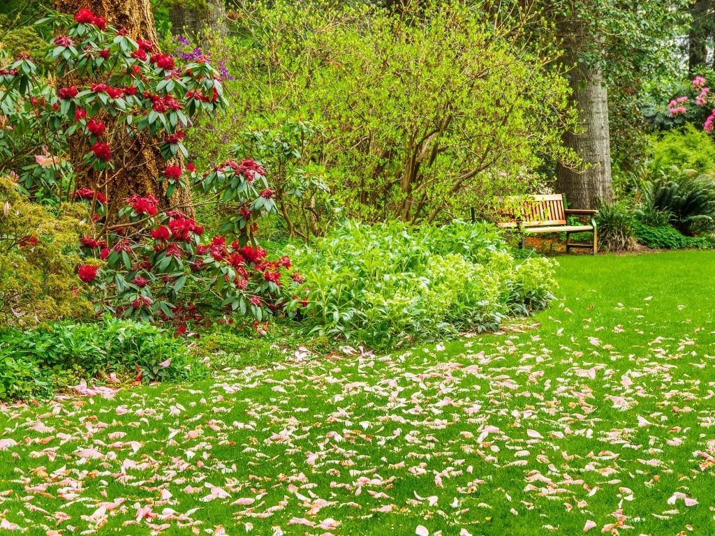 Azaleas and Rhododendrons in the gardens at Waipahihi Botanical Reserve Taupo, New Zealand