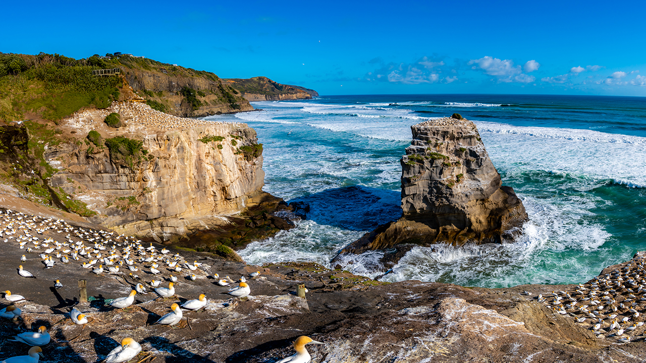 Birds nesting on seaside rocks