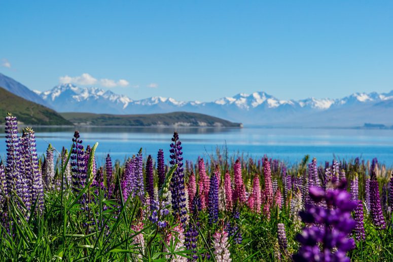 title= day tours from queenstown new zealand
