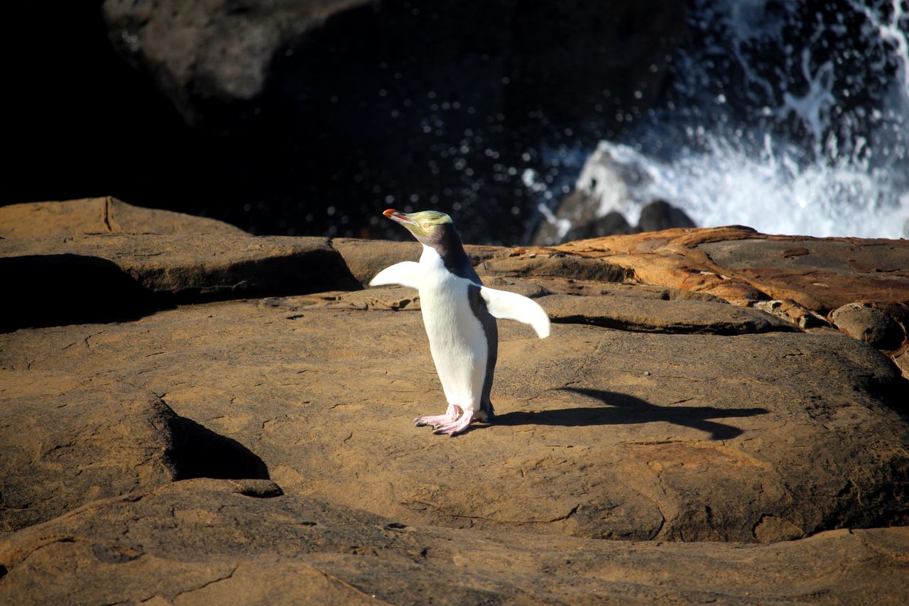 449433-penguins-at-curio-bay-southland-new-zealand-credit-great-south-3-web-version Queenstown