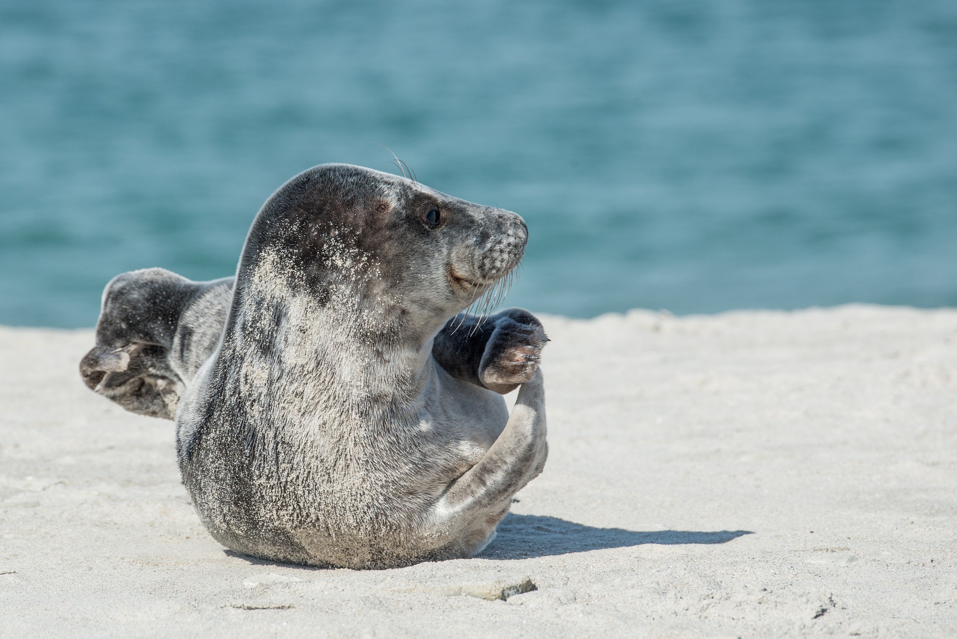 grey-seal-2164736_1920 Tours from Franz Josef featuring Kea